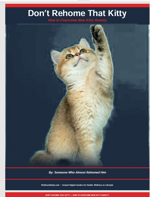 Don't Rehome That Kitty – How to Overcome New Kitty Anxiety